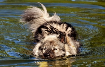 puls Ovenstående Boost Hvor langt kan en hund svømme | Her har du svaret ✓