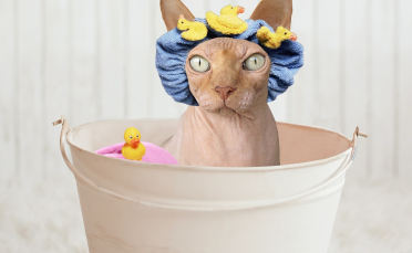 Hvorfor hader kat at få bad, er der noget jeg kan gøre?