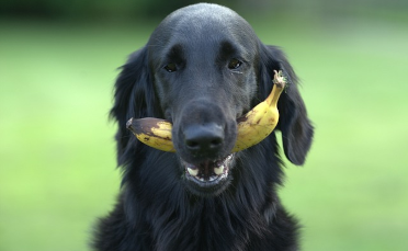 Må hunde få banan?